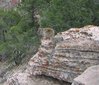 squirrel in Grand Canyon (zoom)
