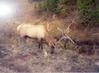 elk in Yellowston