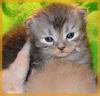 сибирские котята питомник Даурия