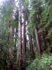 forest near SF